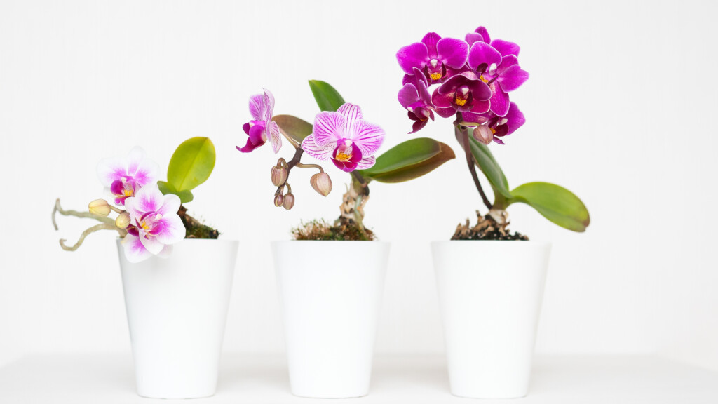 Orchidee e Bonsai in mostra 2023 (11 - 26 Febbraio)