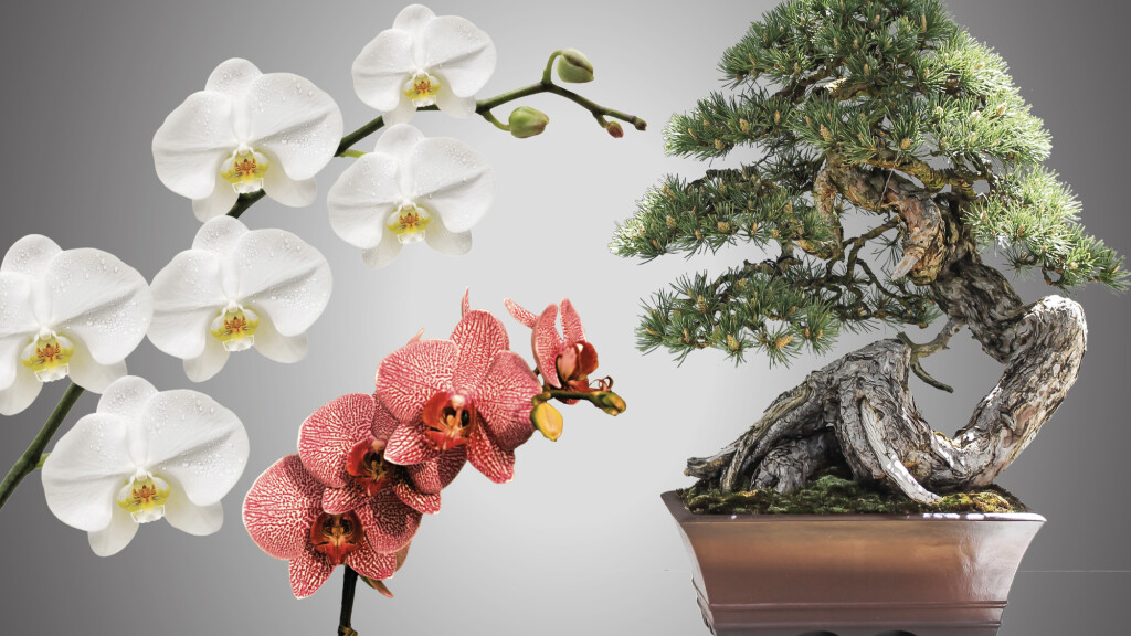 Orchidee e bonsai in mostra - orchidee e bonsai in mostra