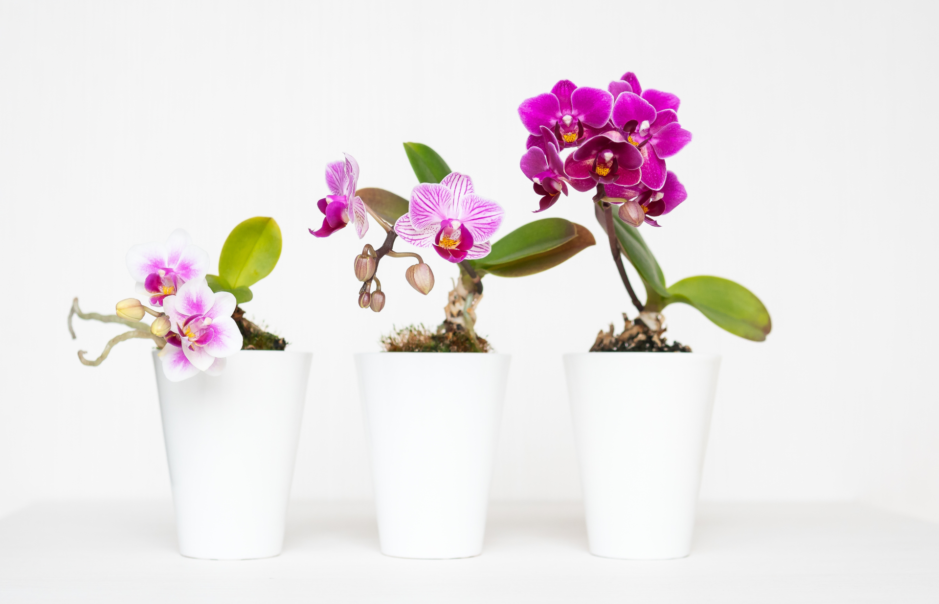 Orchidee e Bonsai in Mostra 2023 (11 - 26 Febbraio)