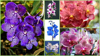 Orchidee in mostra 2020 (8-29 Febbraio) - Orchidee in mostra 2020
